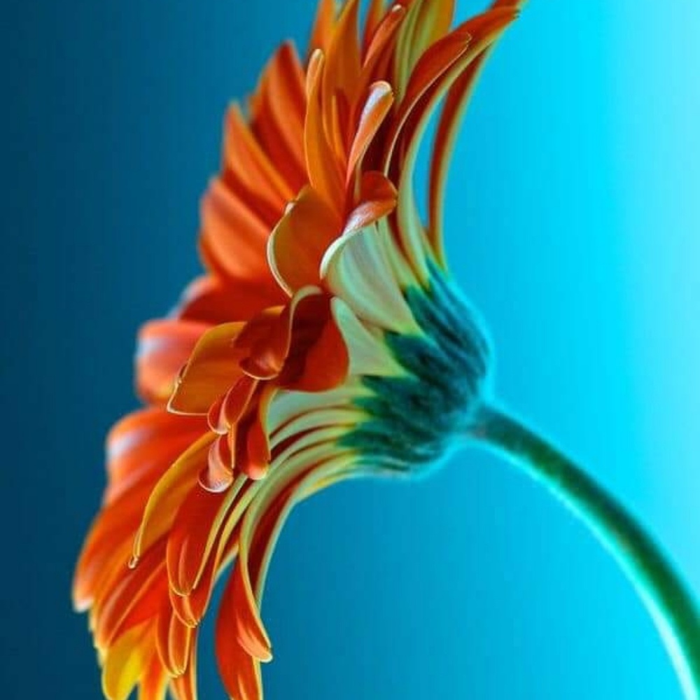 Meet your Posher, Julia